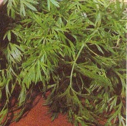 Caraway