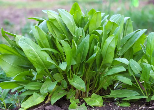 Sorrel Large De Belleville 10-25 Seeds