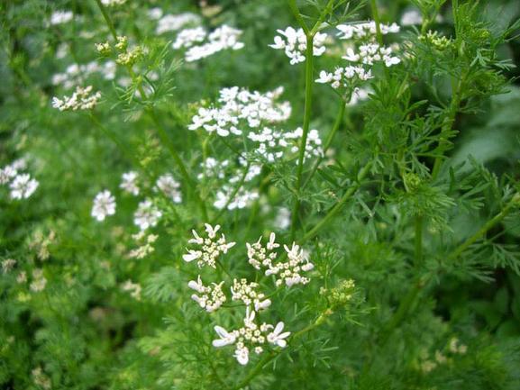Coriander/Cilantro Seed Pack