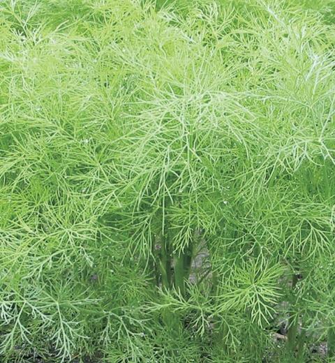 Dill Mammoth Seed Packet