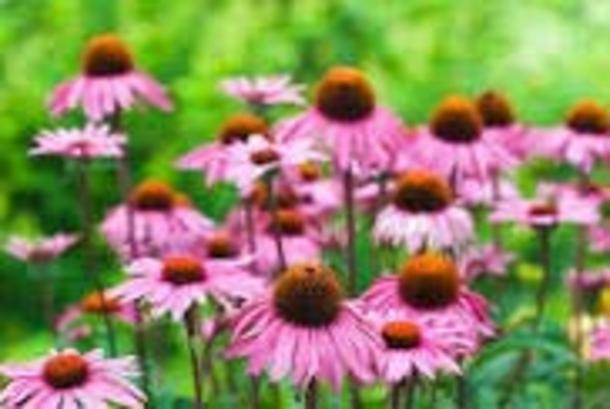 Echinacea Seed Pack