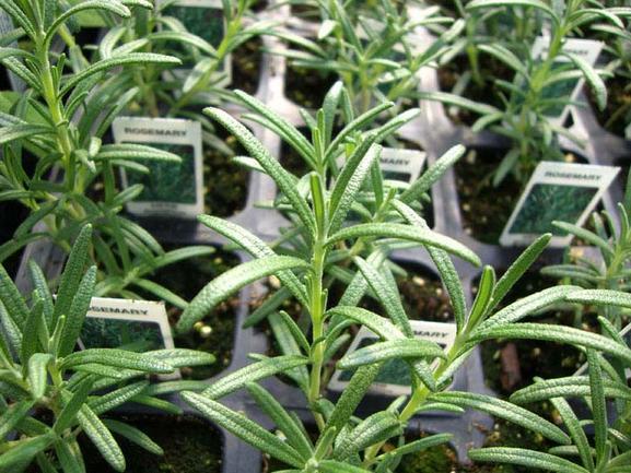 Rosemary Seed Pack