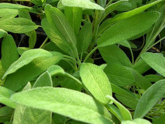 Sage, Garden Seed Pack