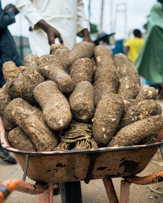 Yams ORG 1lb/40ct