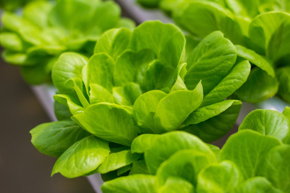 Lettuce Non ORG Hydroponic