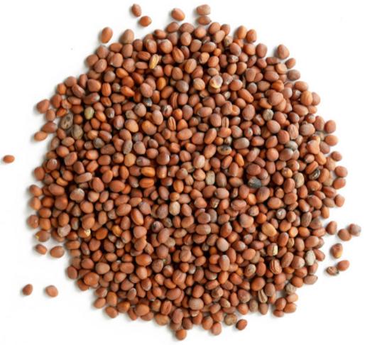 Radish Seed