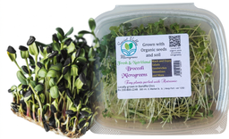 Fresh Broccoli Microgreens