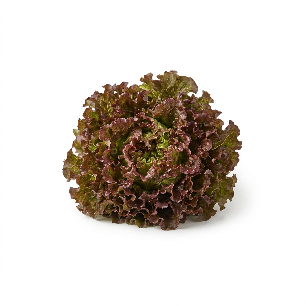 Red Leaf Lettuce