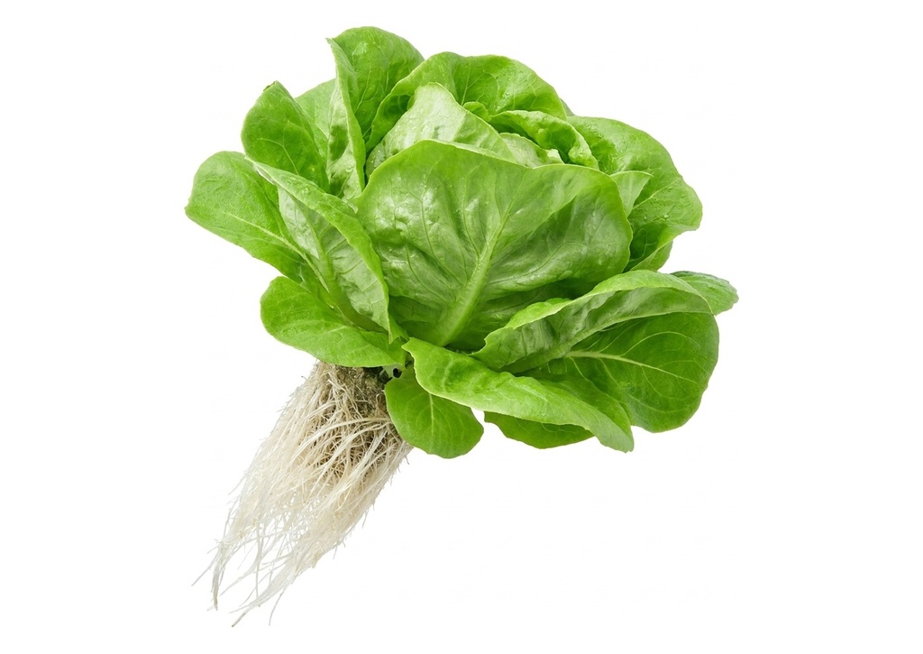Hydroponic Lettuce