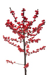 Hard Red Wheat Berries