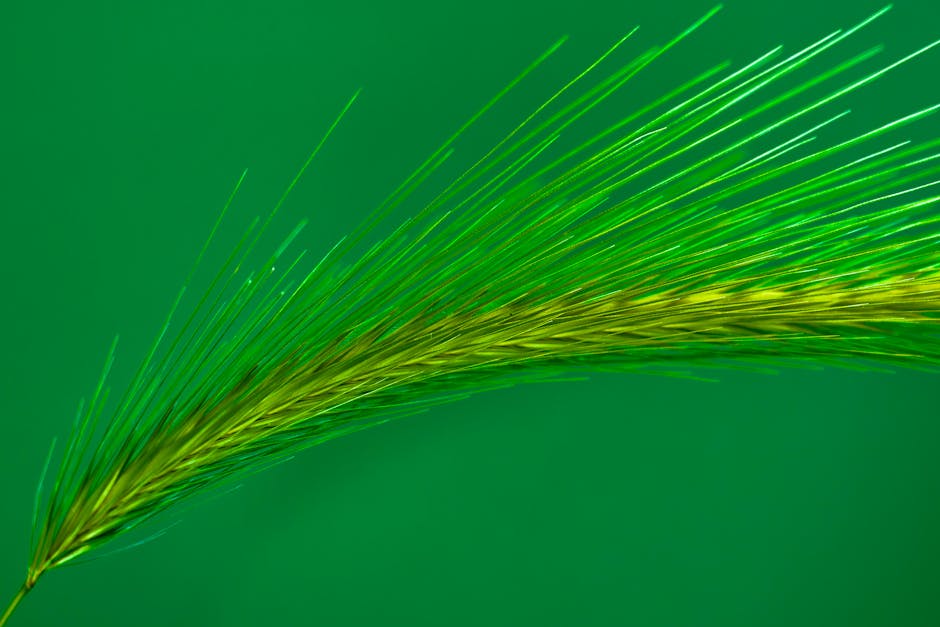 Pearled Barley