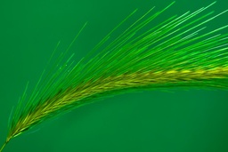 Pearled Barley