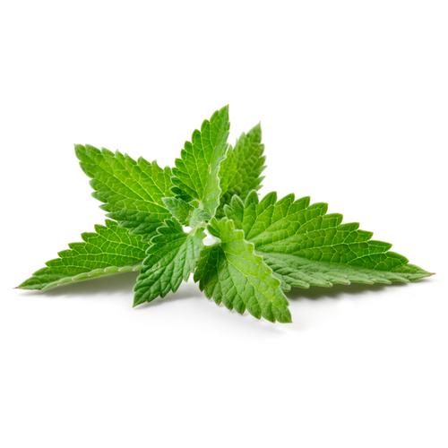 Spearmint