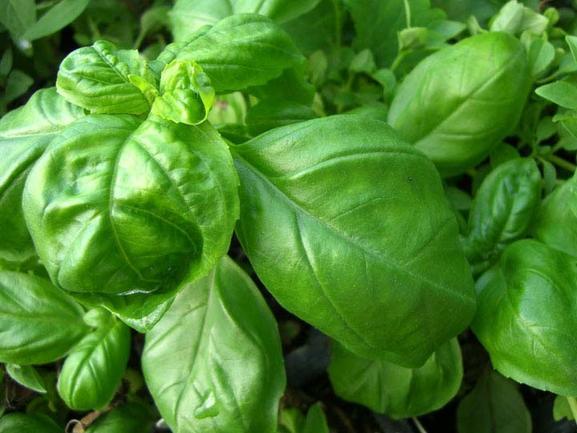 Basil, Lettuce Leaf Seed Pack