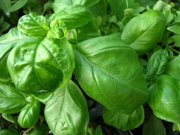 Basil, Lettuce Leaf Seed Pack