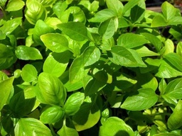 Basil, Mixed Seed Pack