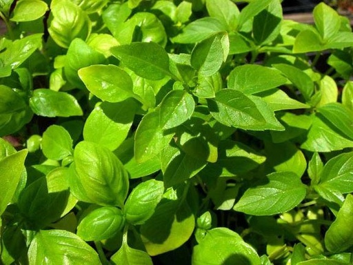 [521002] Basil, Mixed Seed Pack