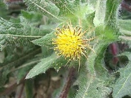 Blessed Thistle Seed Pack