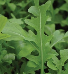 Arugala (Rocket) 10-25 Seeds