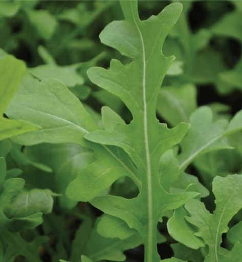 [521006] Arugala (Rocket) 10-25 Seeds