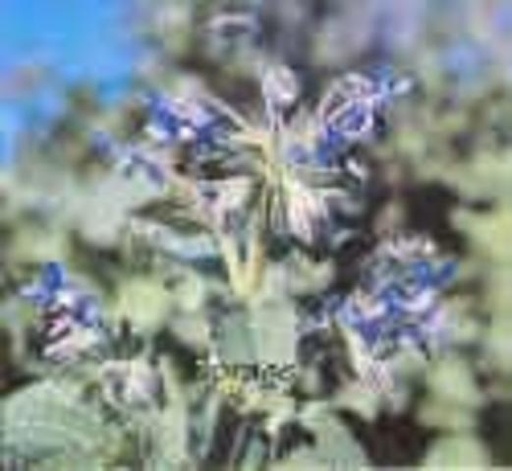 [521007] Borage 3-5 Seeds