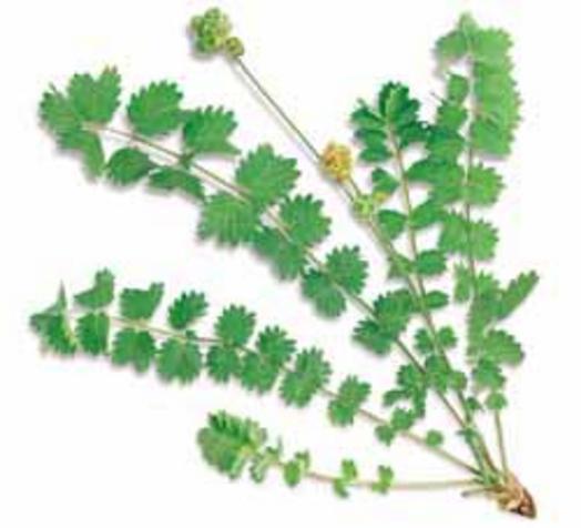 Burnet 10-25 Seeds