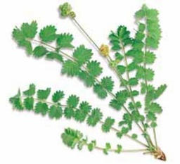 Burnet 10-25 Seeds