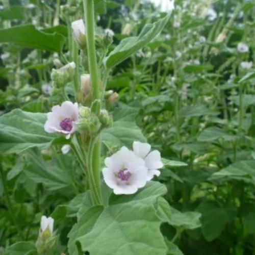 [521010] Marshmallow 10-25 Seeds