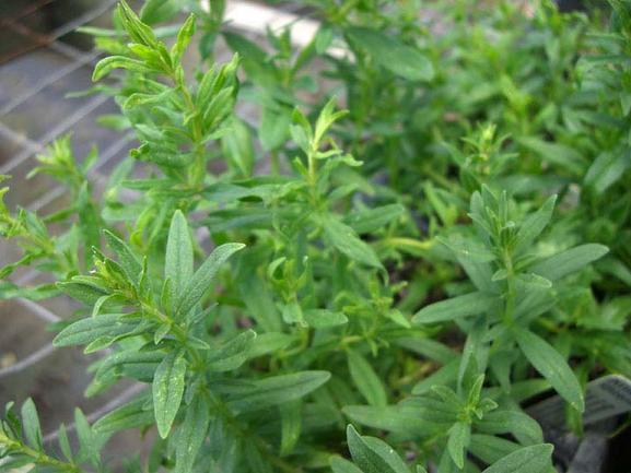 Hyssop 10-25 Seeds