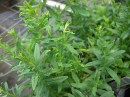 Hyssop 10-25 Seeds