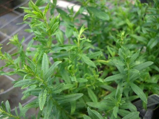 [521012] Hyssop 10-25 Seeds