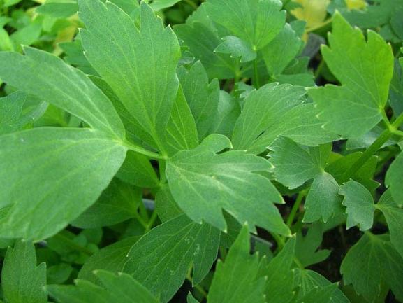 Lovage 10-25 Seeds