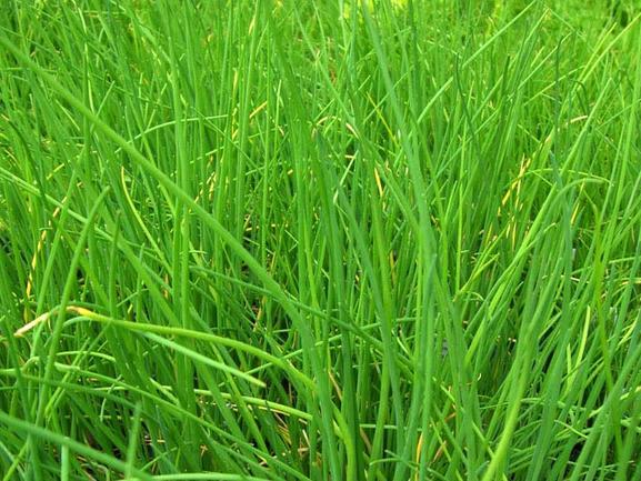 Chives, Fine