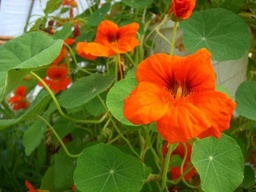 nasturtium 3-5 Seeds