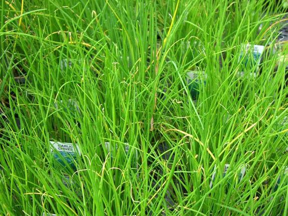 Chives, Garlic 75-100 Seeds