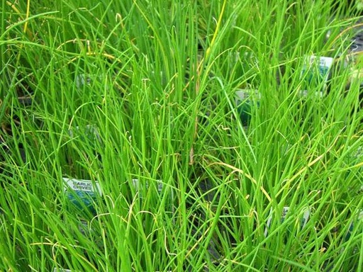 [521016] Chives, Garlic 75-100 Seeds