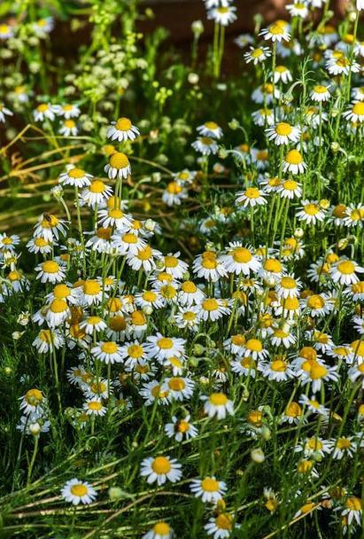 Chamomile, German Seed Pack