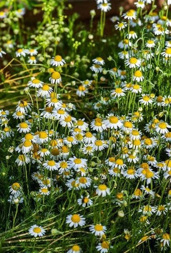 [521017] Chamomile, German Seed Pack