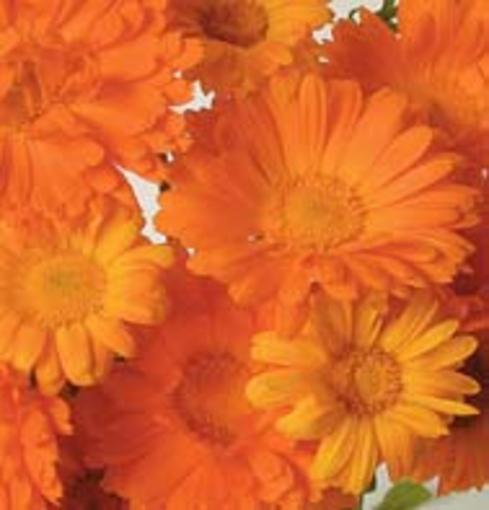 Calendula Seed Pack