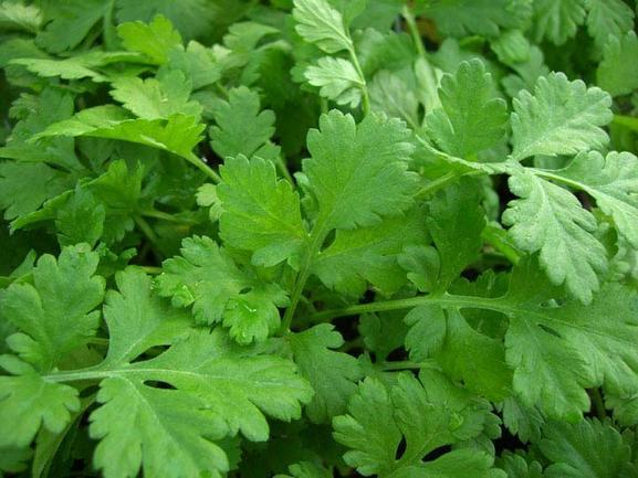 Feverfew Seed Pack