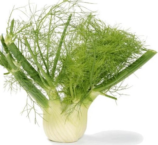 [521029] Fennel, Sweet Seed Pack