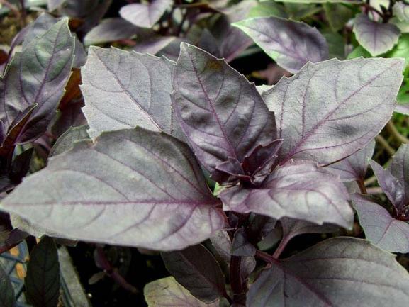 Opal Basil Seed Packet