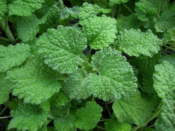 Horehound Seed Pack