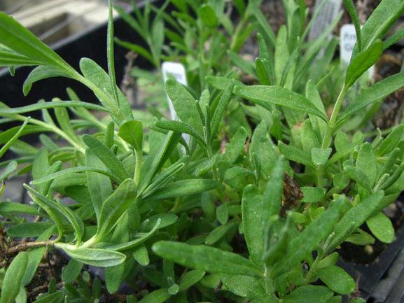 Lavender Munstead