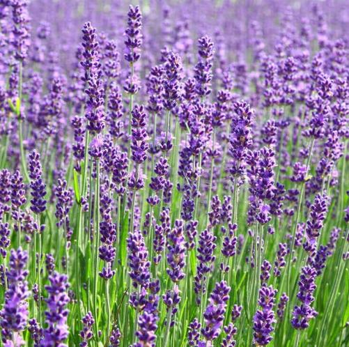 Lavender, English Spike - Phased Out