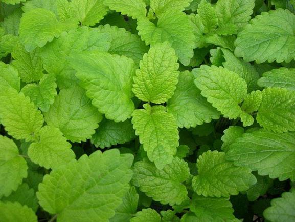Lemon Balm Seed Pack