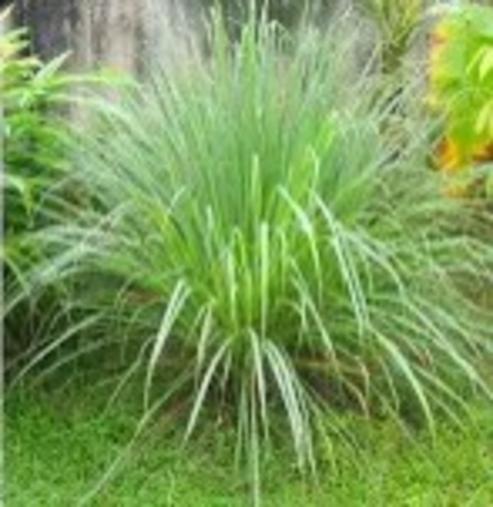 Lemongrass