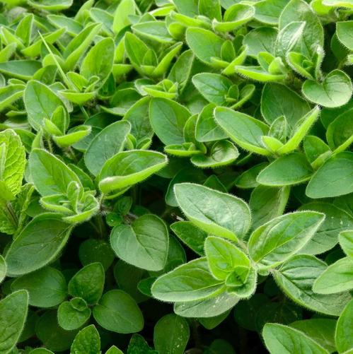 [521045] Marjoram, Sweet Seed Pack