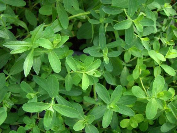 St. Johns Wort Herb Seeds