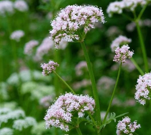 Valerian Herb Seeds